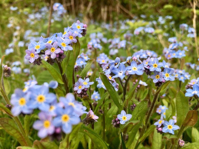 Незабудка лесная myosotis sylvatica