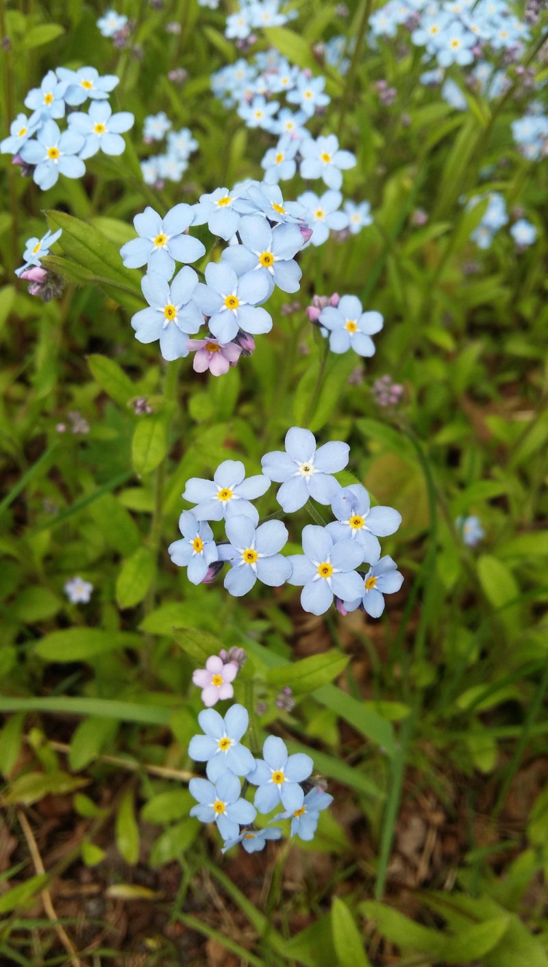 Незабудка лесная myosotis sylvatica