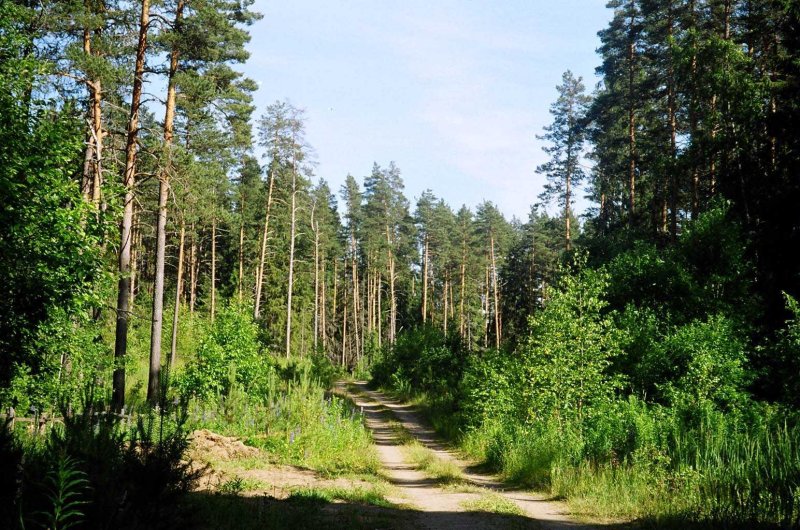 Лес новгородской области