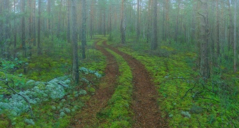 Лес нижегородской области