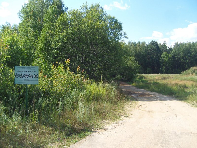 Заказник черустинский лес