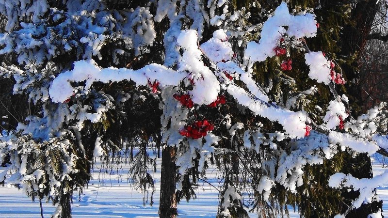 Рябина в зимнем лесу