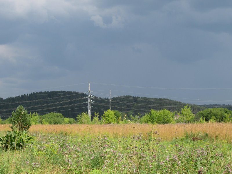 Андроновский лес пермь