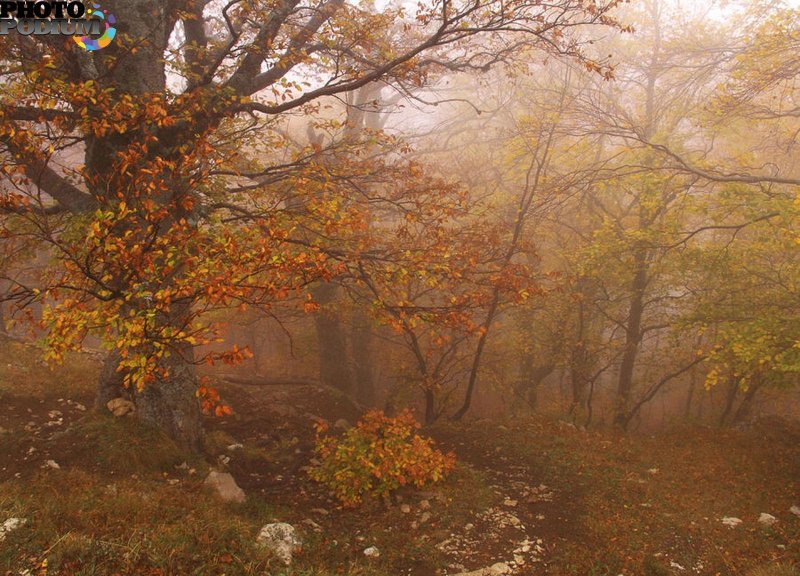 Крымский лес