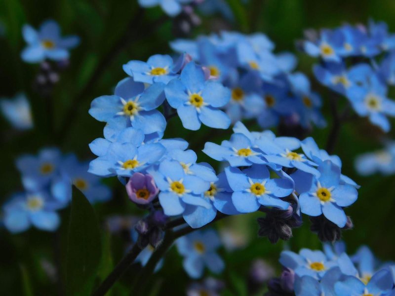 Незабудка лесная myosotis sylvatica