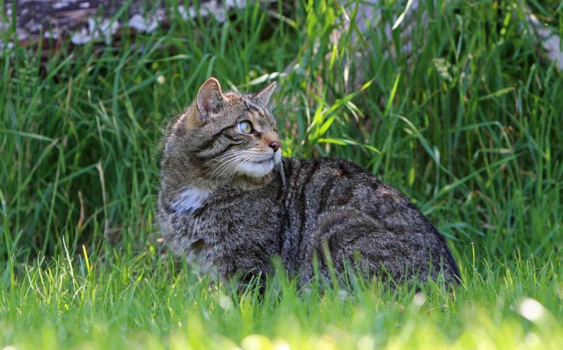 Шотландская лесная кошка