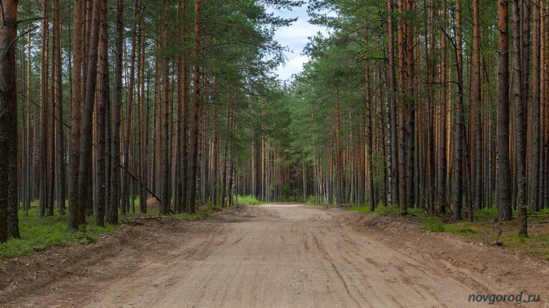 Лес новгородской области