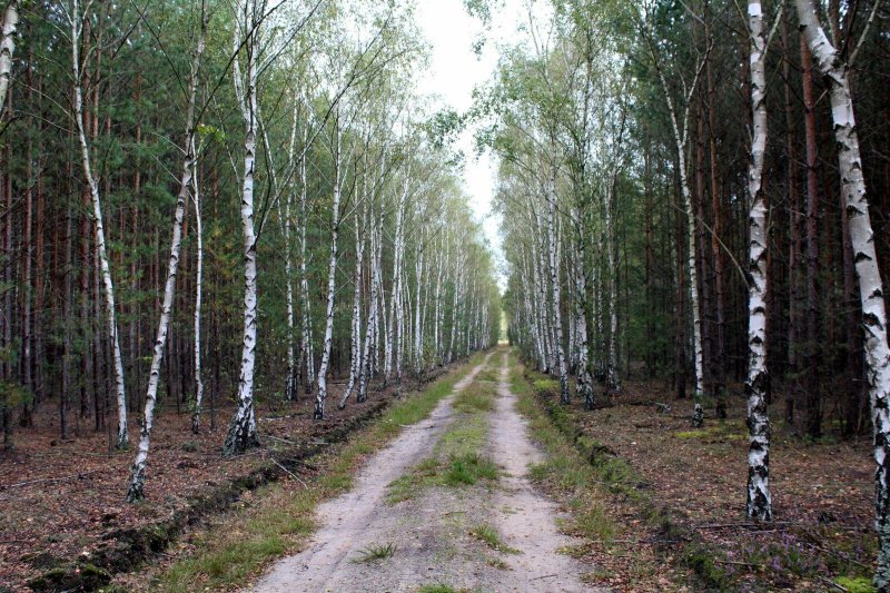 Березовая роща в ростове на дону