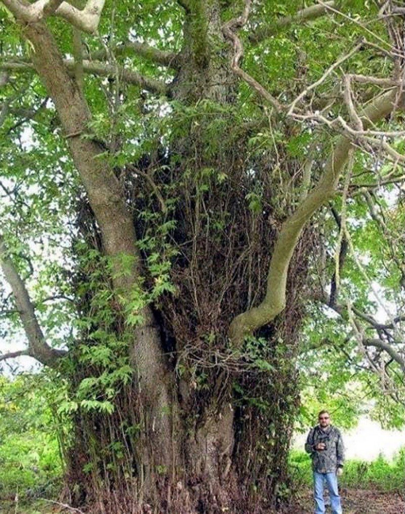 Платан самурский лес