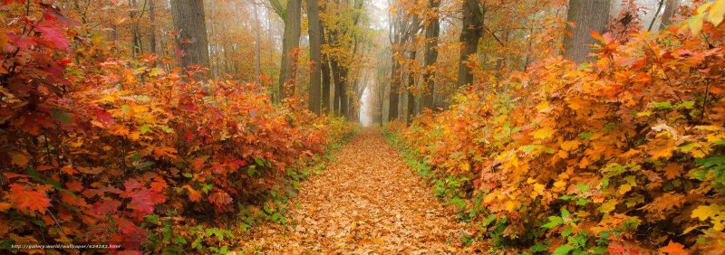 Осенний лес панорама