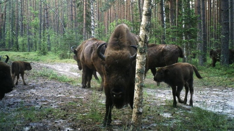 Брянск заповедник брянский лес