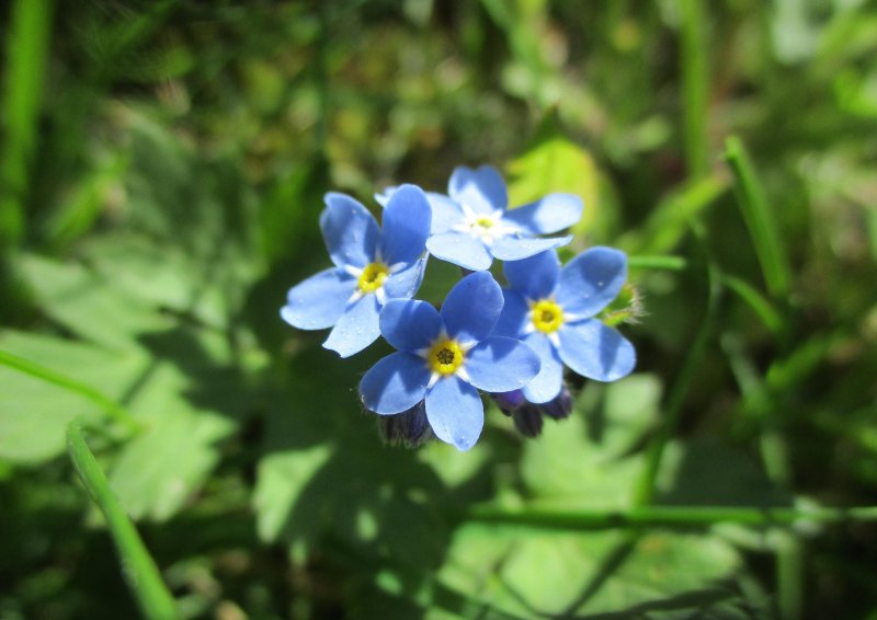 Незабудка лесная myosotis sylvatica