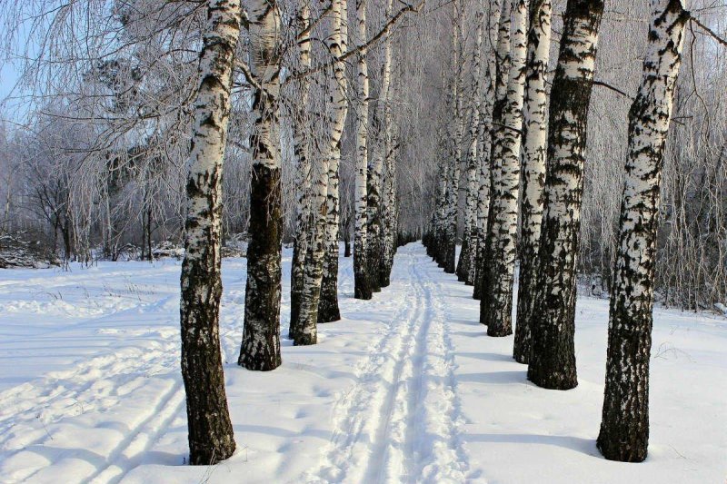 Березовая роща зимой