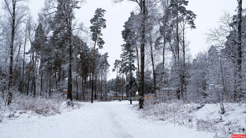 Жуковский лес смоленск