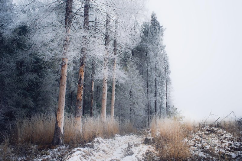 Лес в декабре