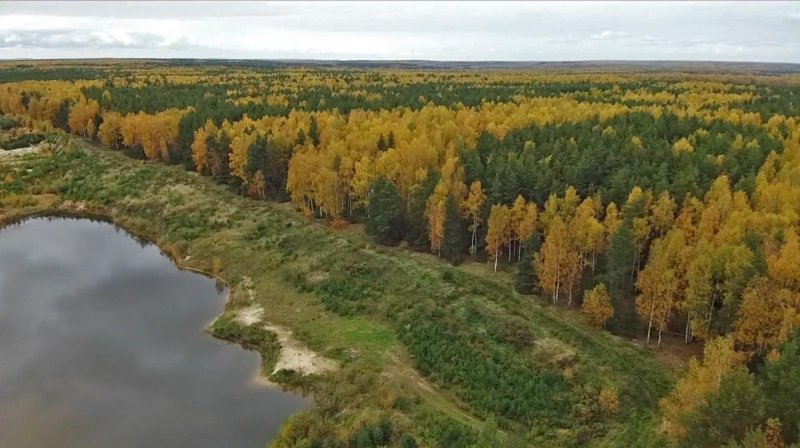 Леса владимирской области