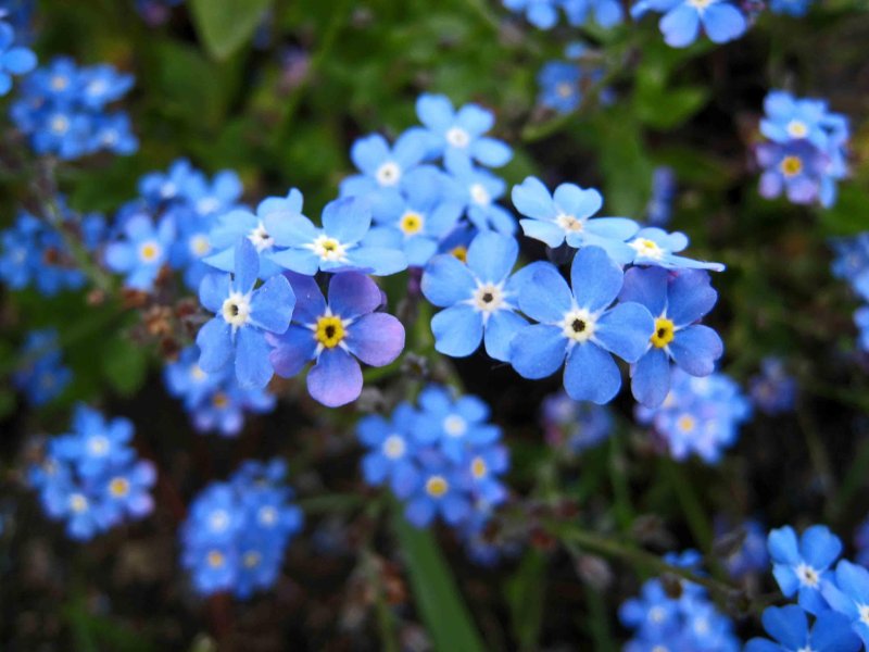 Незабудка лесная myosotis sylvatica