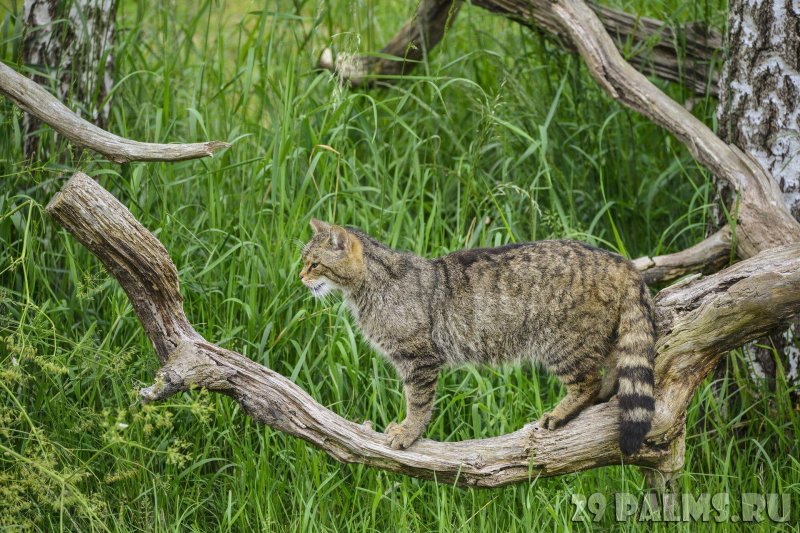 Шотландская лесная кошка