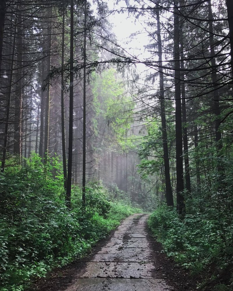 Андроновский лес пермь