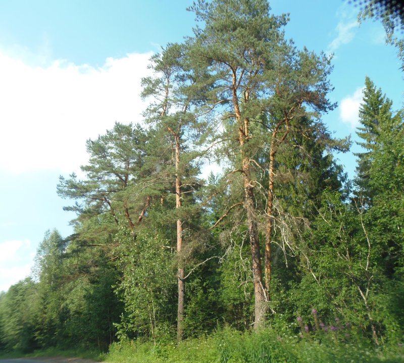 Лес новгородской области