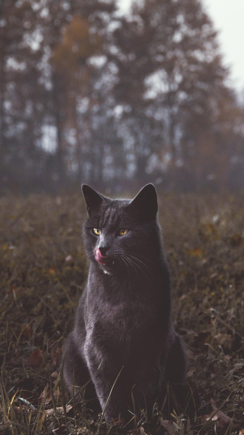 Черный кот в лесу