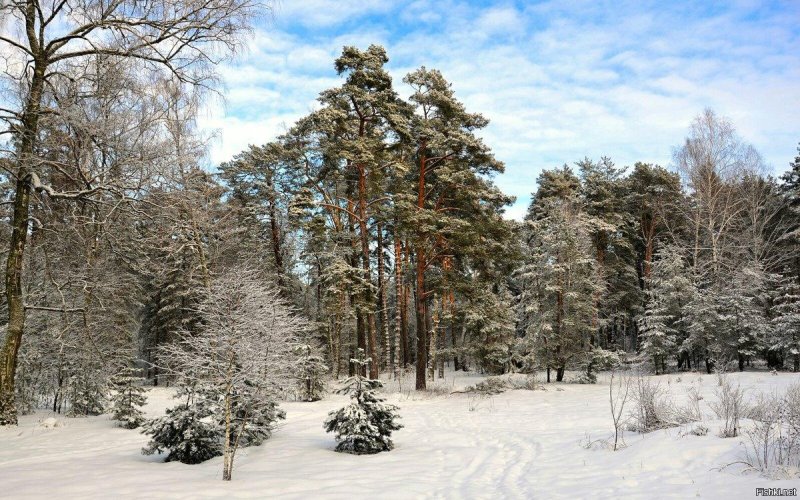 Зимняя лесная опушка