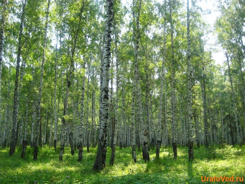 Лес курганской области