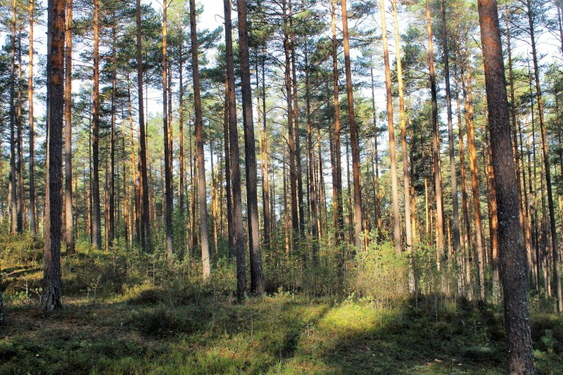 Лес нижегородской области