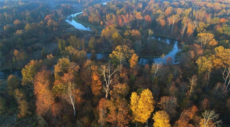 Брянск заповедник брянский лес