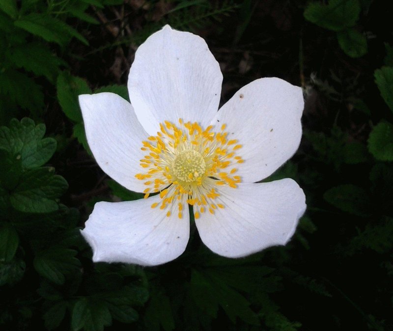 Анемона лесная anemone sylvestris