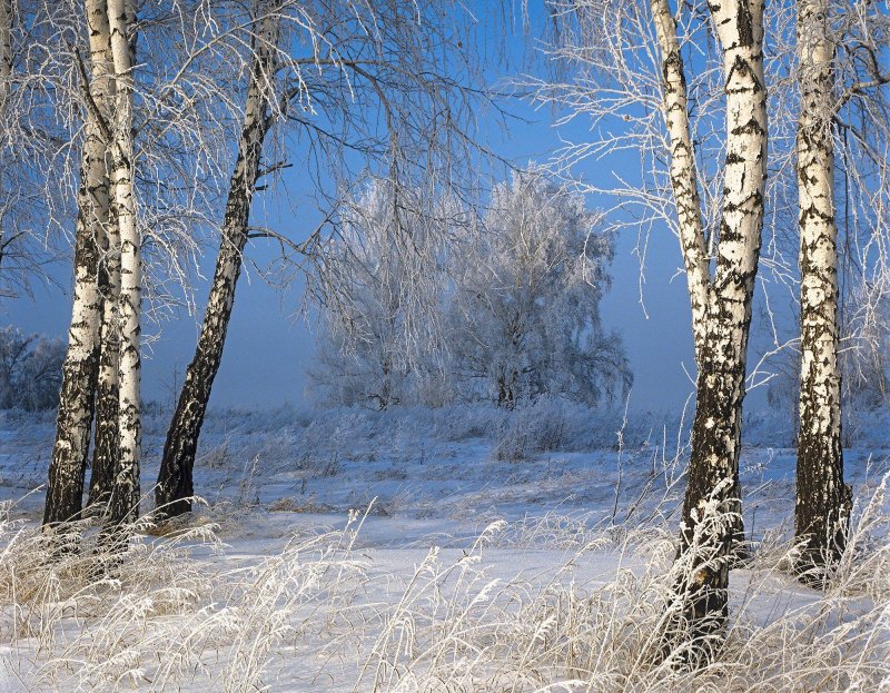 Зимний лес березы