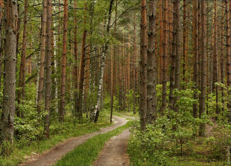 Леса владимирской области