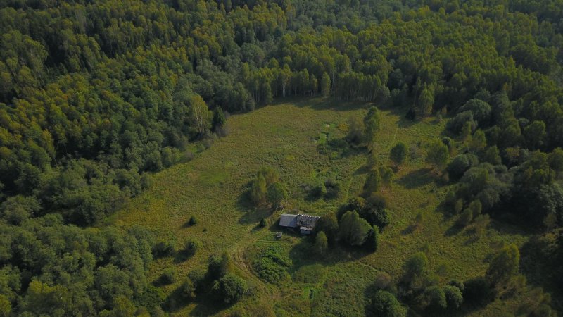 Леса ярославской области