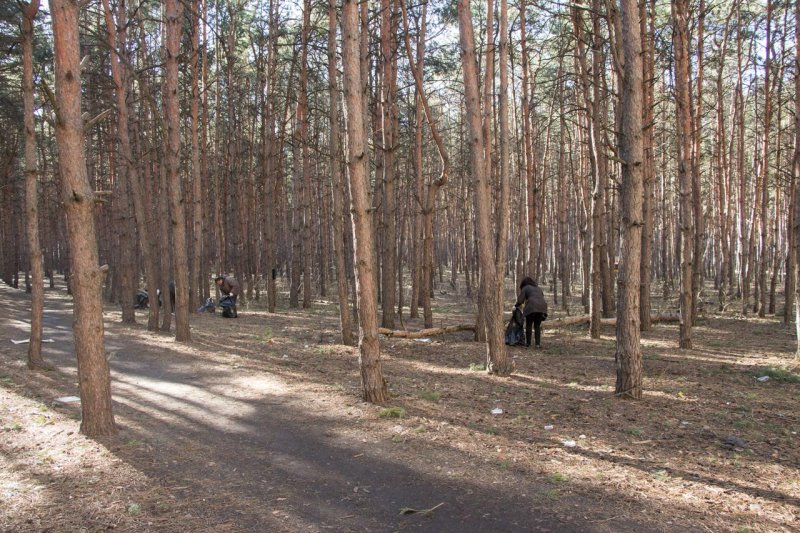 Парк северный лес воронеж