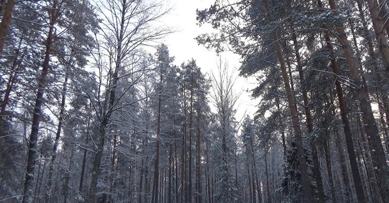 Медведевский лес