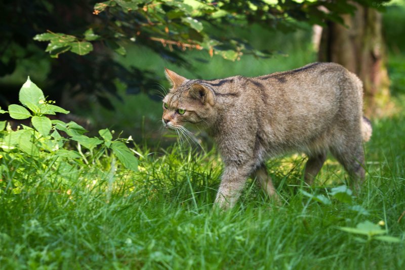 Европейский лесной кот камышовый