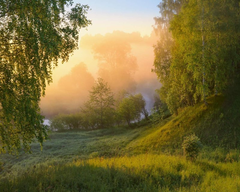 Летнее утро в лесу