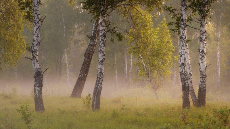 Утро в березовом лесу