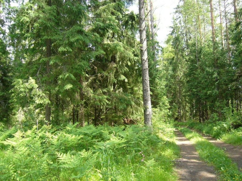 Лес новгородской области