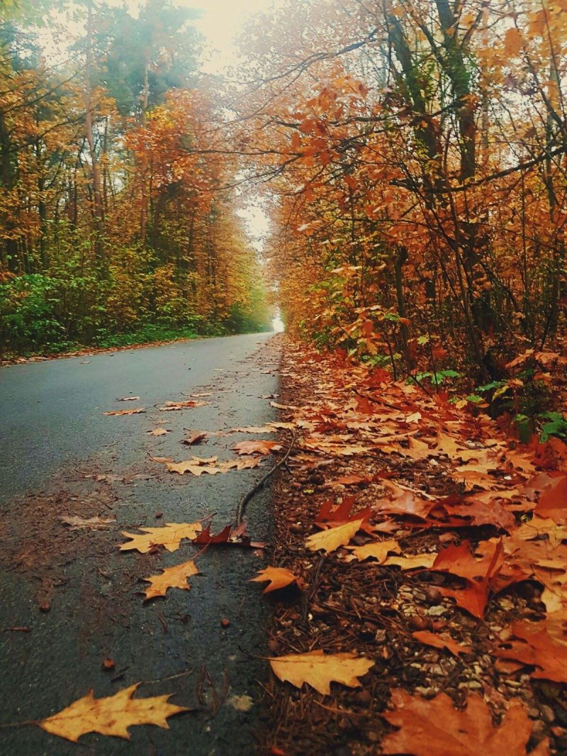 Ветер в осеннем лесу