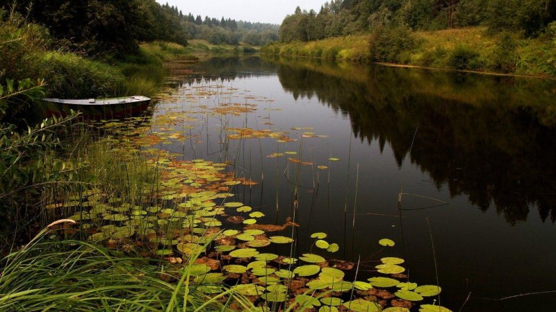 Река лесной зай