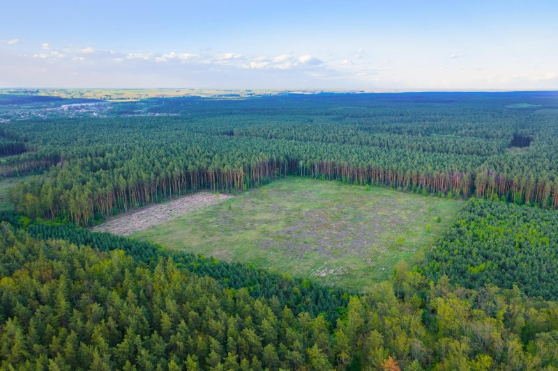 Лесные ресурсы польши