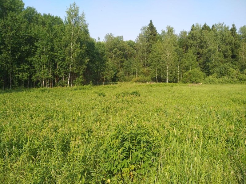 Лесная опушка сергиево посадский район