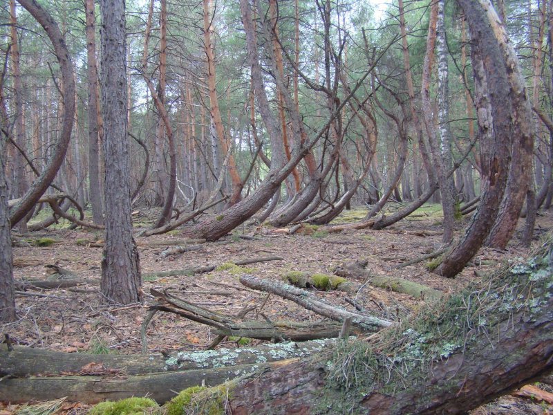 Лес рязанской области