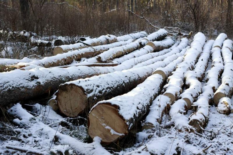 Незаконная рубка лесных насаждений