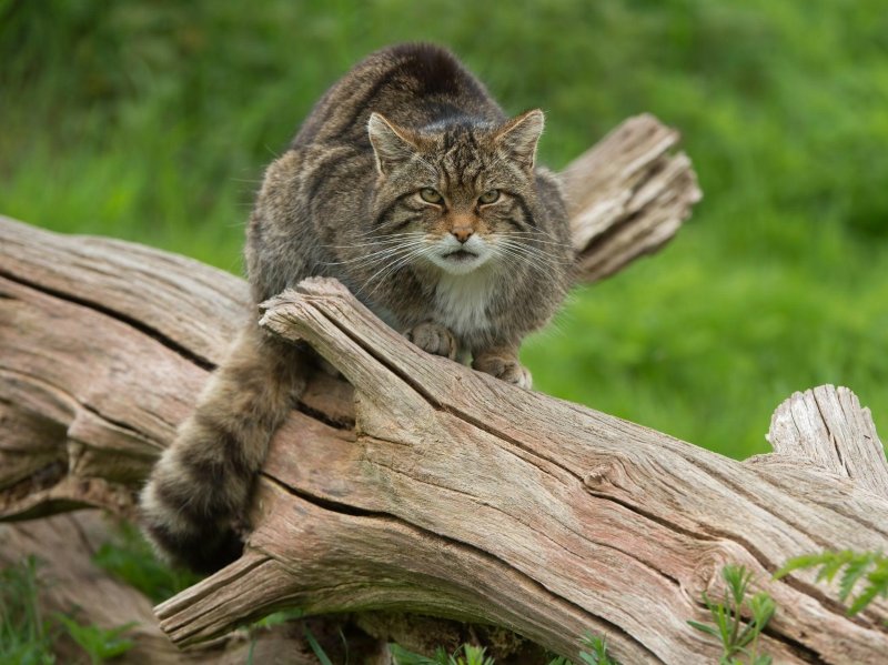 Шотландская лесная кошка