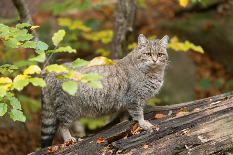 Дикая лесная кошка