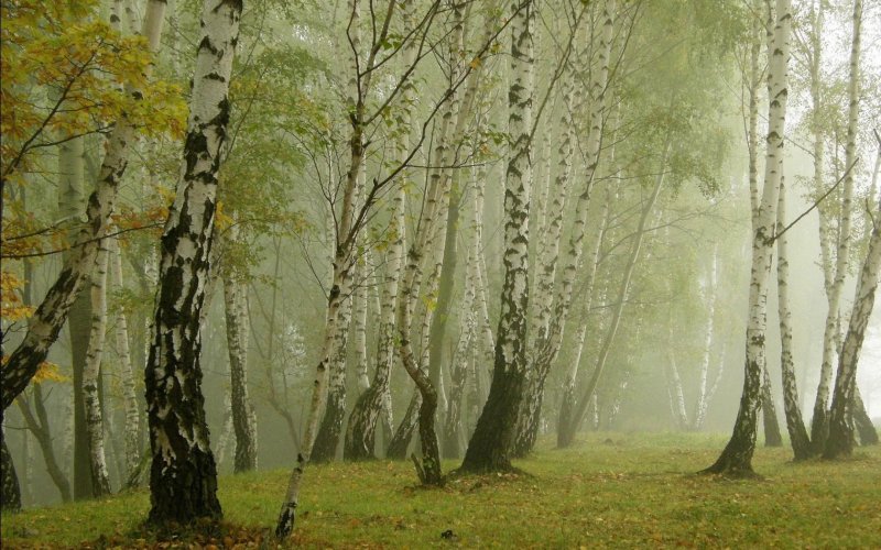 Утро в березовом лесу