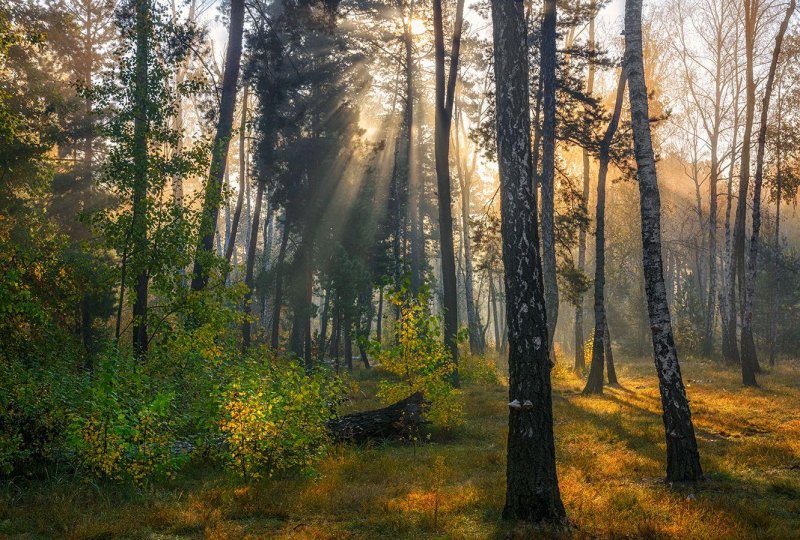 Салманов утро в лесу