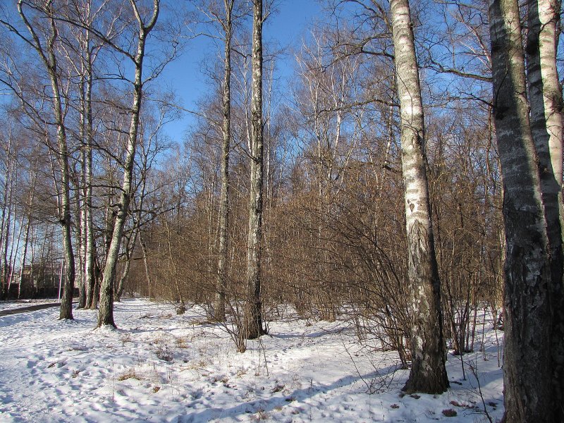 Парк лесная опушка балахна